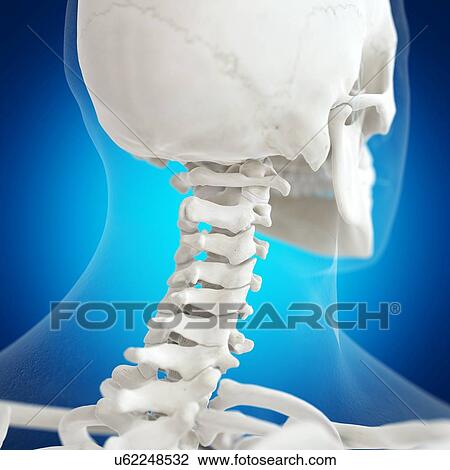 Illustration of the atlas bone View Large Photo Image Stock Image - Illustration of the atlas bone. Fotosearch