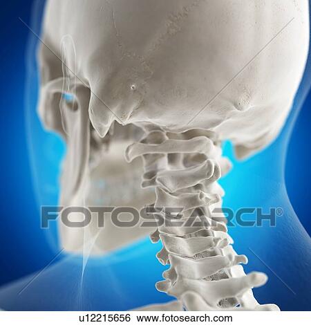 Stock Photograph - Illustration of the atlas bone. Fotosearch