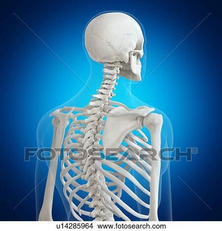 Illustration of the back bones View Large Photo Image Picture - Illustration of the back bones. Fotosearch