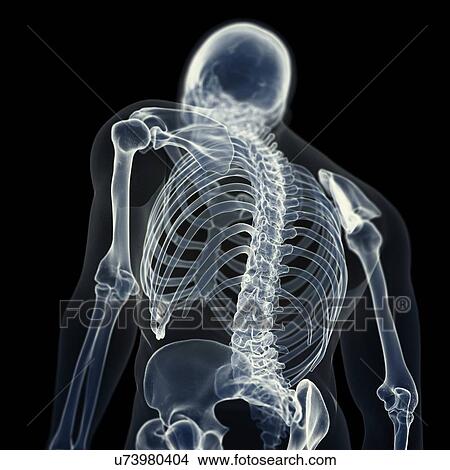 Illustration of the back bones View Large Photo Image Picture - Illustration of the back bones. Fotosearch