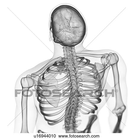 Stock Image - Illustration of the back bones. Fotosearch