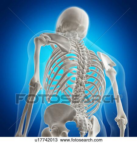 Stock Image - Illustration of the back bones. Fotosearch