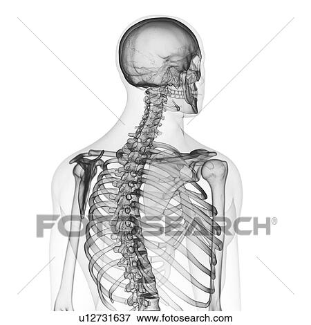 Stock Photo - Illustration of the back bones. Fotosearch