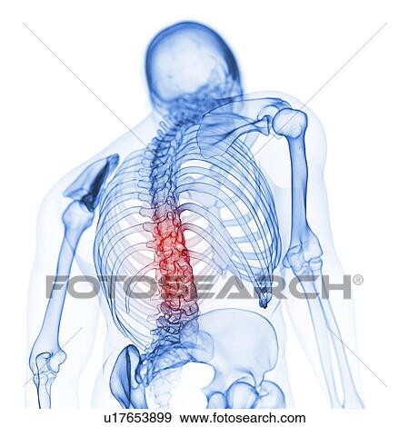 Stock Photo - Illustration of the back bones. Fotosearch