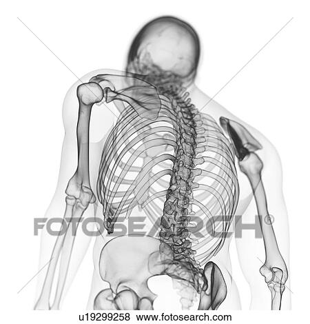 Stock Photo - Illustration of the back bones. Fotosearch