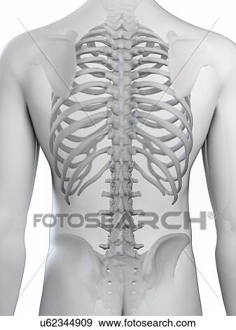 Stock Photo - Illustration of the back bones. Fotosearch