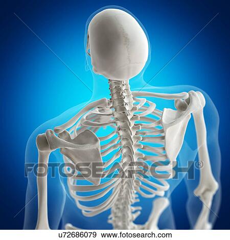 Illustration of the back bones View Large Photo Image Stock Photo - Illustration of the back bones. Fotosearch