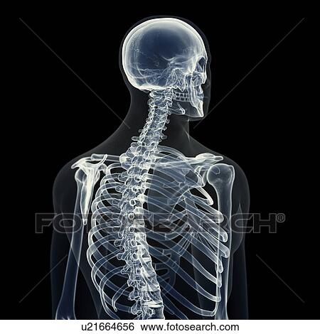 Stock Photograph - Illustration of the back bones. Fotosearch