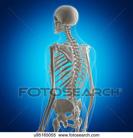 Stock Photography - Illustration of the back bones. Fotosearch