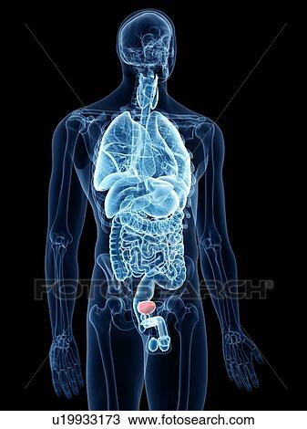 Stock Image - Illustration of the bladder. Fotosearch