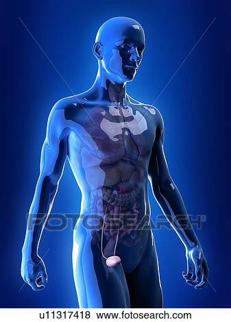 Stock Photo - Illustration of the bladder. Fotosearch