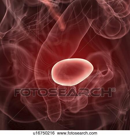 Illustration of the bladder View Large Photo Image Stock Photograph - Illustration of the bladder. Fotosearch