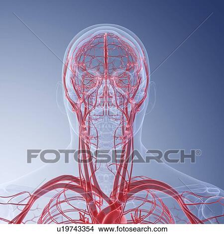 Picture - Illustration of the blood vessels of the head. Fotosearch