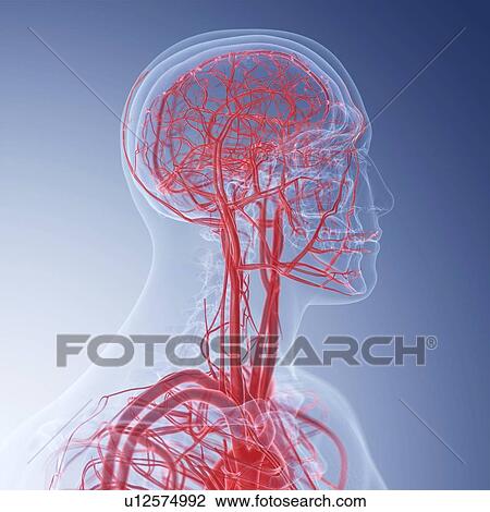 Stock Image - Illustration of the blood vessels of the head. Fotosearch