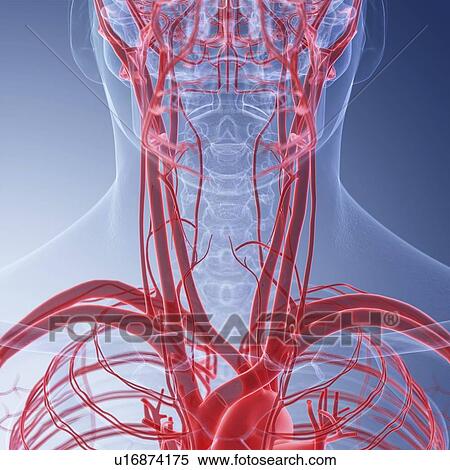 Stock Photography - Illustration of the blood vessels of the neck. Fotosearch