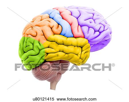 Stock Photography - Illustration of the brain sections. Fotosearch