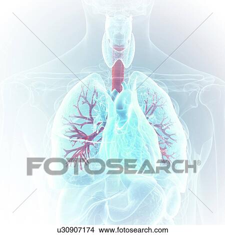 Illustration of the bronchi View Large Photo Image Picture - Illustration of the bronchi. Fotosearch