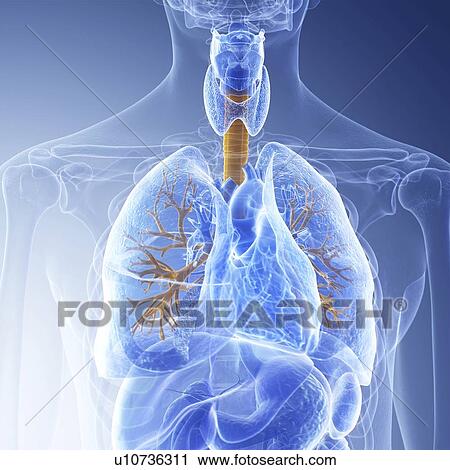 Stock Image - Illustration of the bronchi. Fotosearch