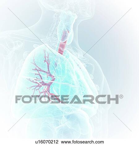 Illustration of the bronchi View Large Photo Image Stock Image - Illustration of the bronchi. Fotosearch