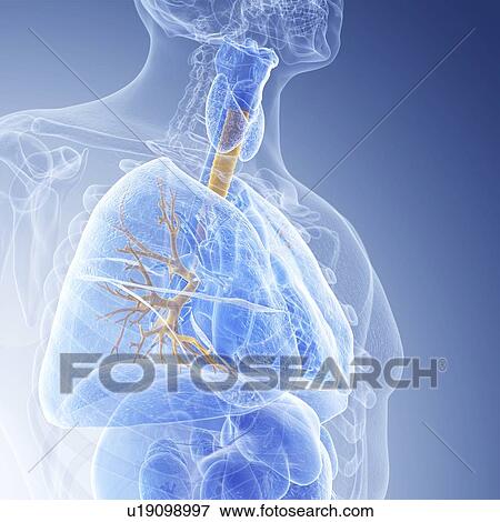 Stock Photo - Illustration of the bronchi. Fotosearch