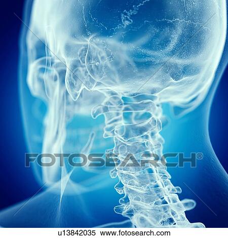 Stock Photography - Illustration of the cervical neck. Fotosearch