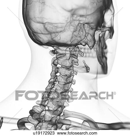 Illustration of the cervical spine View Large Photo Image Stock Image - Illustration of the cervical spine. Fotosearch