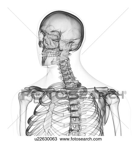 Illustration of the cervical spine View Large Photo Image Stock Image - Illustration of the cervical spine. Fotosearch