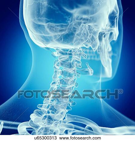 Stock Image - Illustration of the cervical spine. Fotosearch