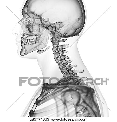 Stock Image - Illustration of the cervical spine. Fotosearch