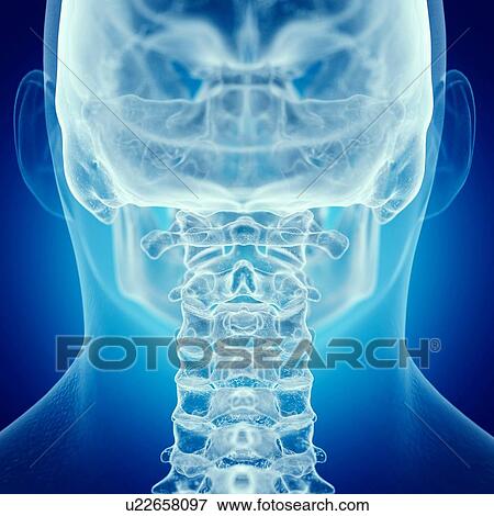 Illustration of the cervical spine View Large Photo Image Stock Photo - Illustration of the cervical spine. Fotosearch