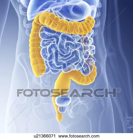 Illustration of the colon View Large Photo Image Stock Image - Illustration of the colon. Fotosearch