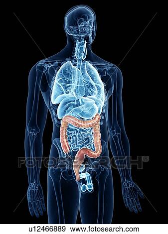 Stock Photo - Illustration of the colon. Fotosearch