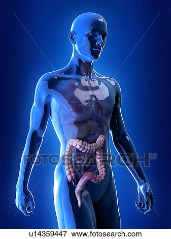 Stock Photo - Illustration of the colon. Fotosearch
