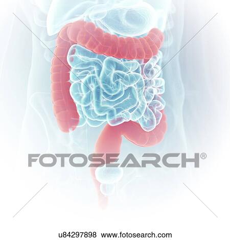 Illustration of the colon View Large Photo Image Stock Photo - Illustration of the colon. Fotosearch