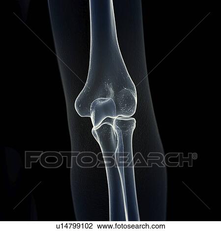 Illustration of the elbow bones View Large Photo Image Stock Image - Illustration of the elbow bones. Fotosearch