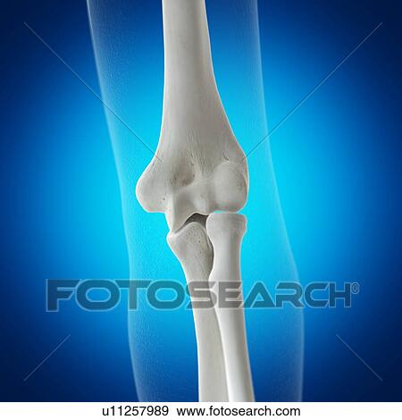 Illustration of the elbow bones View Large Photo Image Stock Photo - Illustration of the elbow bones. Fotosearch
