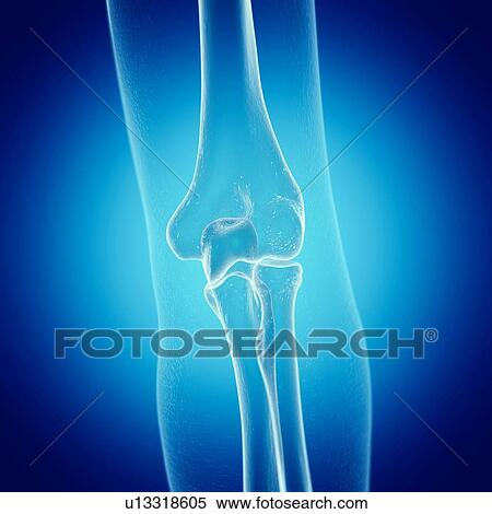Illustration of the elbow joint View Large Photo Image Stock Photography - Illustration of the elbow joint. Fotosearch