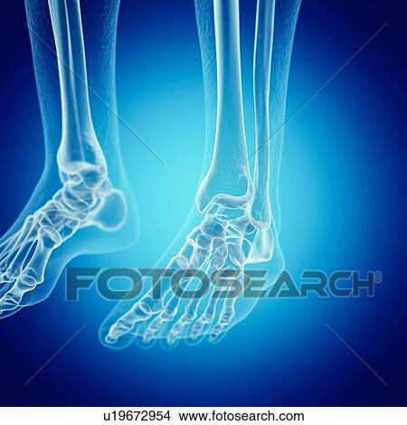 Illustration of the foot bones View Large Photo Image Picture - Illustration of the foot bones. Fotosearch