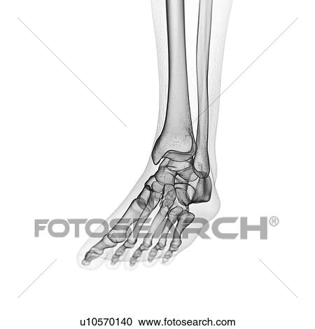Illustration of the foot bones View Large Photo Image Stock Image - Illustration of the foot bones. Fotosearch
