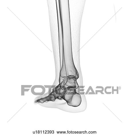 Illustration of the foot bones View Large Photo Image Stock Image - Illustration of the foot bones. Fotosearch