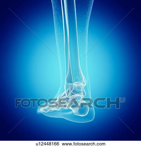 Stock Photograph - Illustration of the foot bones. Fotosearch