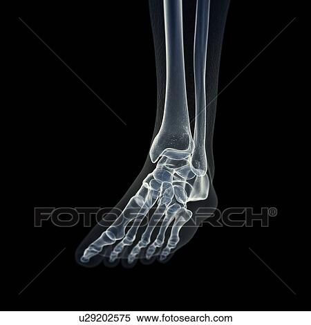 Stock Photography - Illustration of the foot bones. Fotosearch