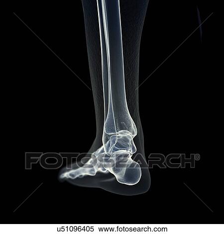 Illustration of the foot bones View Large Photo Image Stock Photography - Illustration of the foot bones. Fotosearch