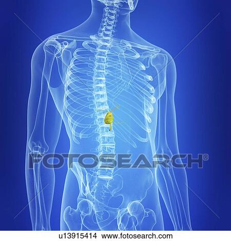 Picture - Illustration of the gallbladder. Fotosearch