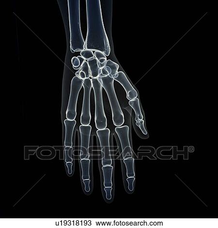 Stock Image - Illustration of the hand bones. Fotosearch