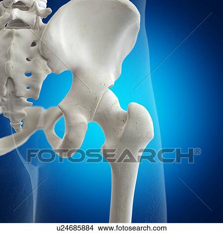 Picture - Illustration of the hip joint. Fotosearch