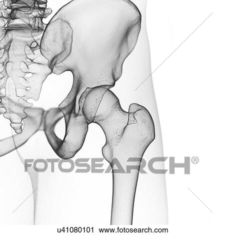 Illustration of the hip joint View Large Photo Image Stock Image - Illustration of the hip joint. Fotosearch