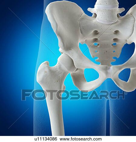 Illustration of the hip joint View Large Photo Image Stock Photograph - Illustration of the hip joint. Fotosearch