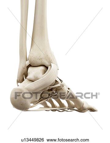 Stock Photograph - Illustration of the human ankle bones. Fotosearch