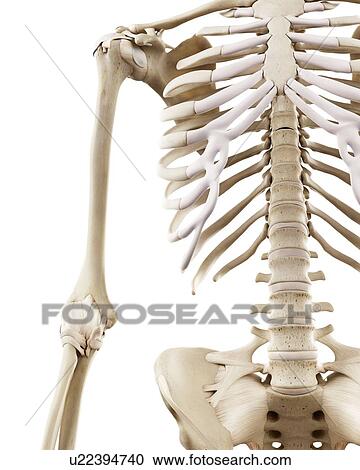 Illustration of the human arm bones View Large Photo Image Stock Image - Illustration of the human arm bones. Fotosearch